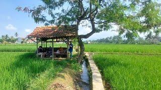 VLOG NGELIWET DISAUNG AKI TEPI SAWAH | Family time  | Nuri Amaliyah