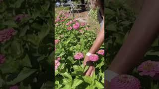 How To Use The "Wiggle Test" To Harvest Zinnias For Cut Flowers #cutflower #zinnias #zinnia  #flower