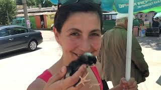 Tsetsi Looking at Baby Chicks at Farmer's Market