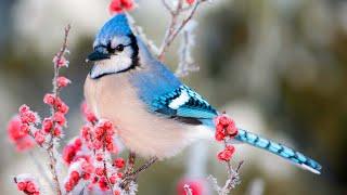 Beautiful Animal In Winter + Snow Scene Relaxing Piano Music - Sleep Meditation Spa Yoga Music #16