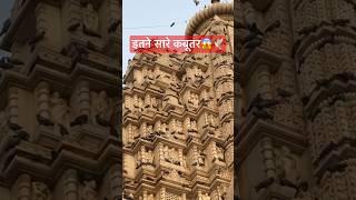 विश्व प्रसिद्ध मंदिर है सरस्वती माता मंदिर India’s Most Famous Temple  #status #pegion #shorts