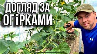 Догляд за огірками! Напала білокрилка!