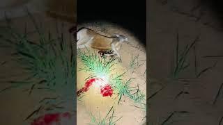 Kangaroo Heart Shot - Spotlighting in Australian Bushland