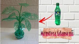 Cara membuat monstera adansonii dari botol plastik sprite/ kerajinan dari limbah botol plastik