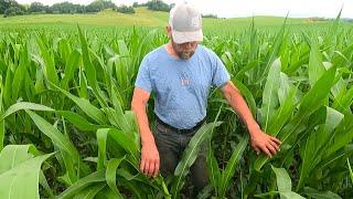 Knee High By The Fourth of July!