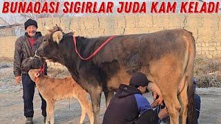 Ma Sha Allah Bunaqa Sigirlar Juda Kam Keldi 95 090 95 15