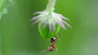 Ants of habitat and diet | Typs of ants |ants characteristics and behavior