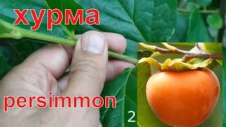Прививка Хурмы май-июнь // persimmon grafting