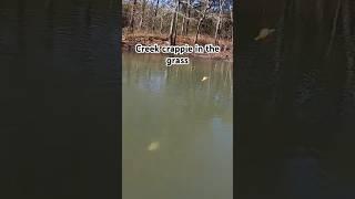 Black crappie stacked in the hydrilla! They are so mean! #follow #crappie #shorts