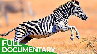 Wildlife - Just Hooves | Free Documentary Wildlife