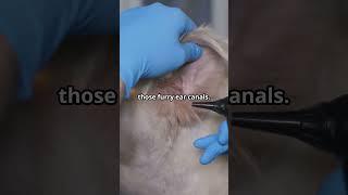 How to Cure Dog Ear Infections Fast!  Vet-Approved Tips #shorts