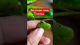 Belatung Yang Viral Tiktok #shorts