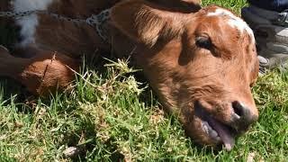 This is what happens to calves in the dairy industry