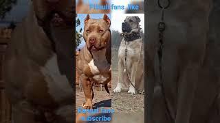 Pitbull  vs  Kangal   #shorts #dog #viral #youtubeshorts