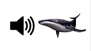 Whale - Sound Effect | ProSounds