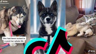 The Best Husky TikTok Compilation | Dogs Of TikTok