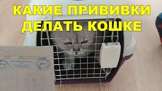 ВАКЦИНАЦИЯ КОШЕК - КАКИЕ ПРИВИВКИ, КАК ЧАСТО ДЕЛАТЬ, ОТМЕТКА В ВЕТЕРИНАРНЫЙ ПАСПОРТ