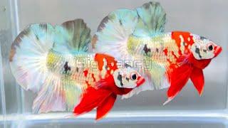 125"Most Beautiful Betta Fish: Stunning Colors & Gorgeous Betta Fish Tanks