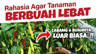 WAJIB TAU.!!! RAHASIA AGAR TANAMAN BERCABANG BANYAK, SUBUR & BERBUAH LEBAT MAKSIMAL.