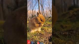 Cute rabbit eating . A beautiful moment #1101 - #shorts - #Chodat TV