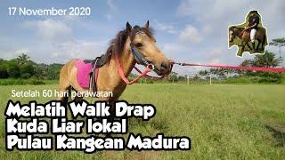 Melatih Tunggang #4 Kuda Liar Hutan lokal  Kangean Madura  Melatih kuda jalan  Walk drap Di lapangan