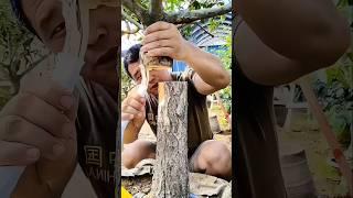 The Next Level Of Grafting Techniques #farming #bonsai #magic