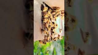 the honey bee lover #shorts #short #trending #viral #honeybee #bee #hive #lover