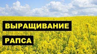 Выращивание Рапса как бизнес идея