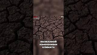 Снижение уровня воды в Амазонке  угроза экосистеме#viralvideo #shortvideo #reels #интервью #video