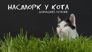 Лечение - насморк у кота!  Кошка и сопли лечение без затрат! Домашнее лечение