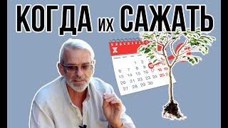 Когда осенью сажать саженцы / Сроки осенней посадки / Игорь Билевич