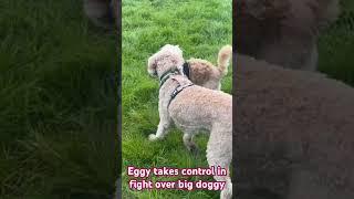 Eggy takes on the big dogs #dog #strong #fight#cavapoo #cute #funny