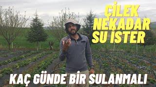 ÇİLEKLERDE SU İHTİYACI KAÇ GÜNDE KAÇ LİTRE VERMELİYİZ