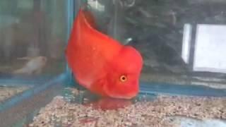 Red Mammon  (Super King Kong Parrot)