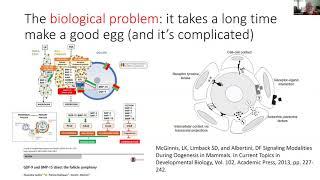 Cytoplasmic Maturity and the Acquisition of Developmental Competence in the Human Oocyte