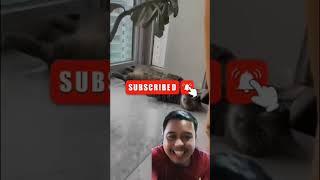 Tingkah hewan lucu #viral #vidioshort #trending #tahantawa #video #kompilasivideolucu #reaction