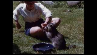 Playing with a raccoon - 1960s home movie