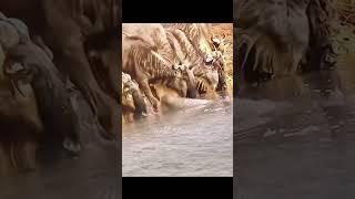 crocodile attacks wildebeest drinking water #wildattack #crocodile #animals #wildebeest #wildebeests