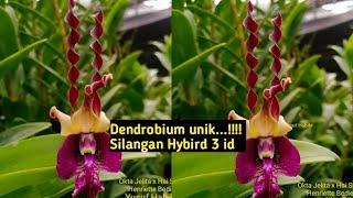 DENDROBIUM SINGAPORE...!!! Okta Jelita x Hai Sing/Henriette Bedie