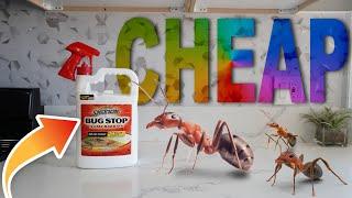 Get Rid Of Ants In Your House For $7 Dollars / Cheapest & Most Effective Ant Spray