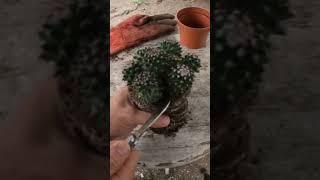 Propagating Spiky Cactus