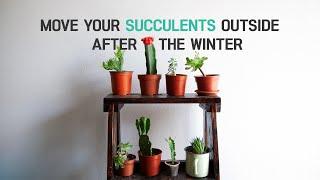 SUCCULENT CARE TIPS | WHEN CAN YOU MOVE SUCCULENTS OUTSIDE AFTER THE WINTER