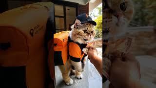 Delivery Cat  #cat #cats #catlover #deliveryboy #food #shorts