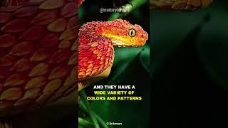 Bush Viper | Beautiful But Deadly