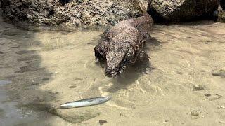 How Komodo Dragons Dive To Pick Up Fish Carcasses In Deep Water