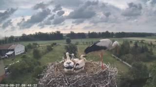 27.06.2016 - Storks having breakfast (www.bociany.tv)