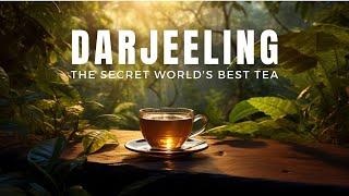 Darjeeling Tea: The SECRET Journey Of World's Best Tea From India!