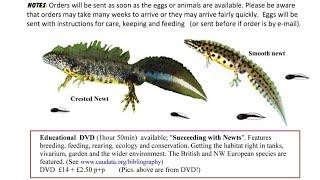 Great Crested Newts as Pets - Know the Law