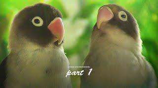 Two Lovebirds Chirping Sounds in the Morning: Black Personata and Another One - Part 1