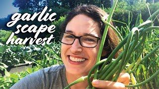 Harvesting Garlic Scapes — When, Why & How